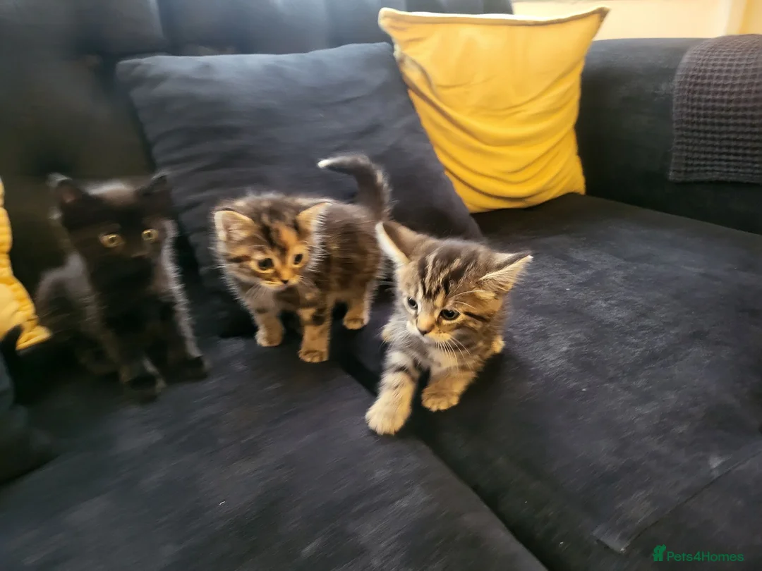 Mixed Breed cats for sale: 3 Gorgeous fluffy kittens. - Advert 2