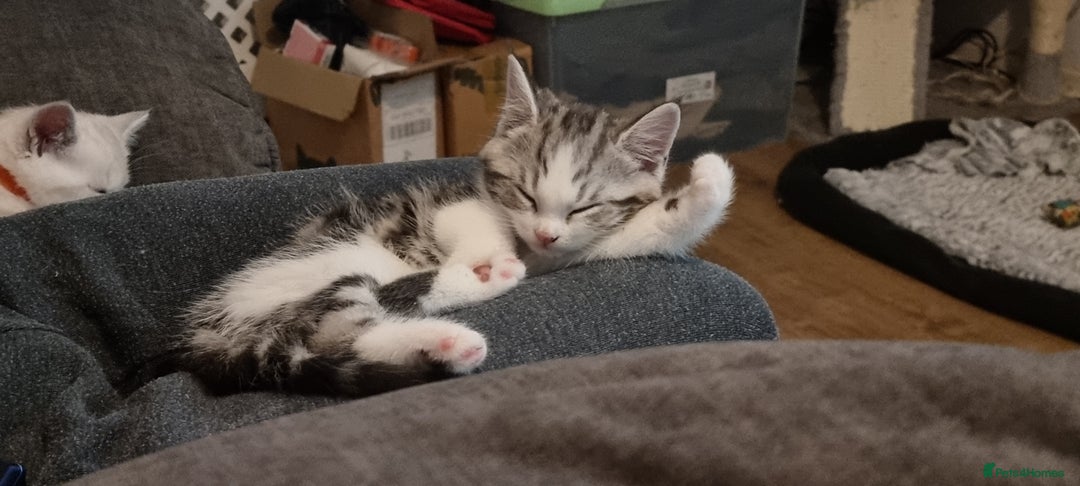 Persian cats for sale: Two loveable Persian kittens  - Image 20