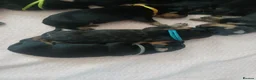 Rottweiler dogs for sale: Chunky Rottweiler puppies 🐶  - Advert 12