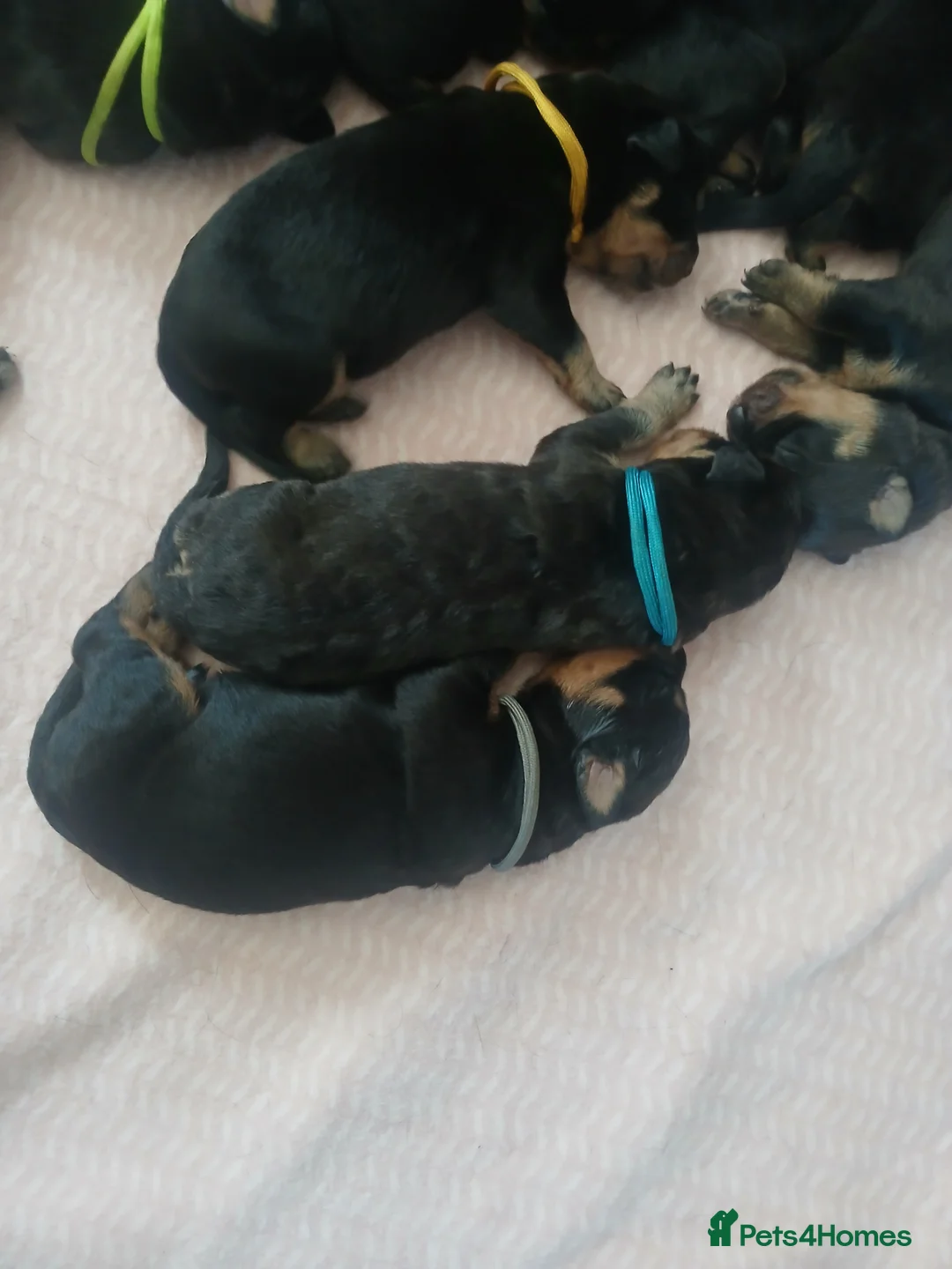 Rottweiler dogs for sale: Chunky Rottweiler puppies 🐶  - Advert 12