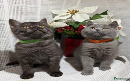 British Shorthair cats for sale: Adorable British shorthair kittens TICA - Image 4