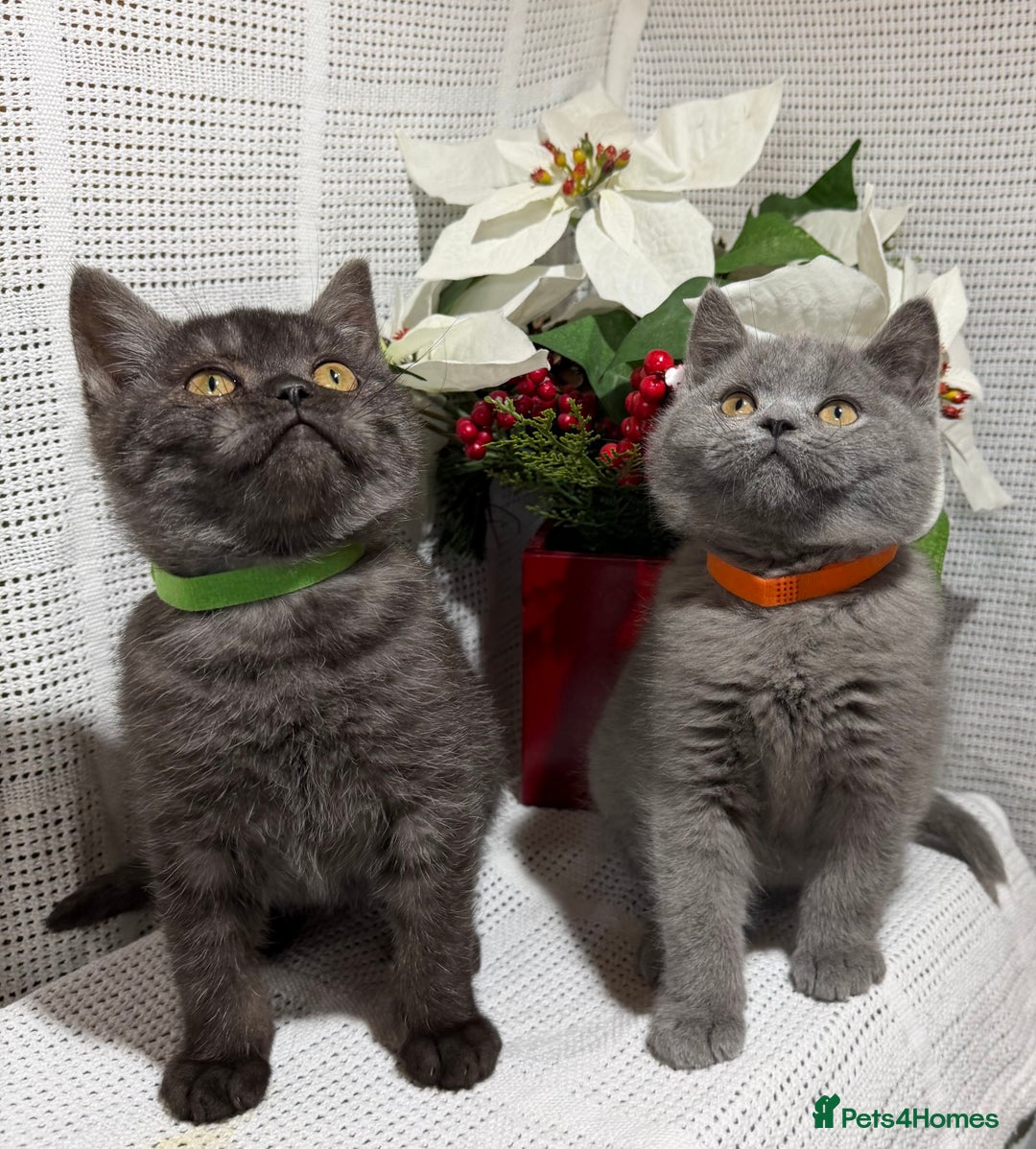 British Shorthair cats for sale: Adorable British shorthair kittens TICA - Image 4