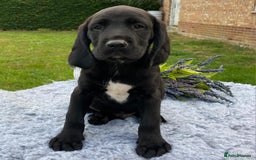 Springador dogs for sale: Gorgeous Springador Puppies - Image 8