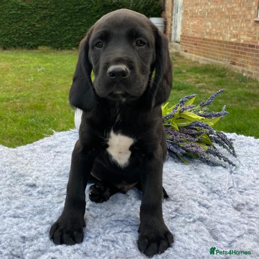 Springador dogs for sale: Gorgeous Springador Puppies - Image 8
