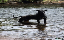 Cane Corso dogs for sale: 12 month cane corso - Image 2