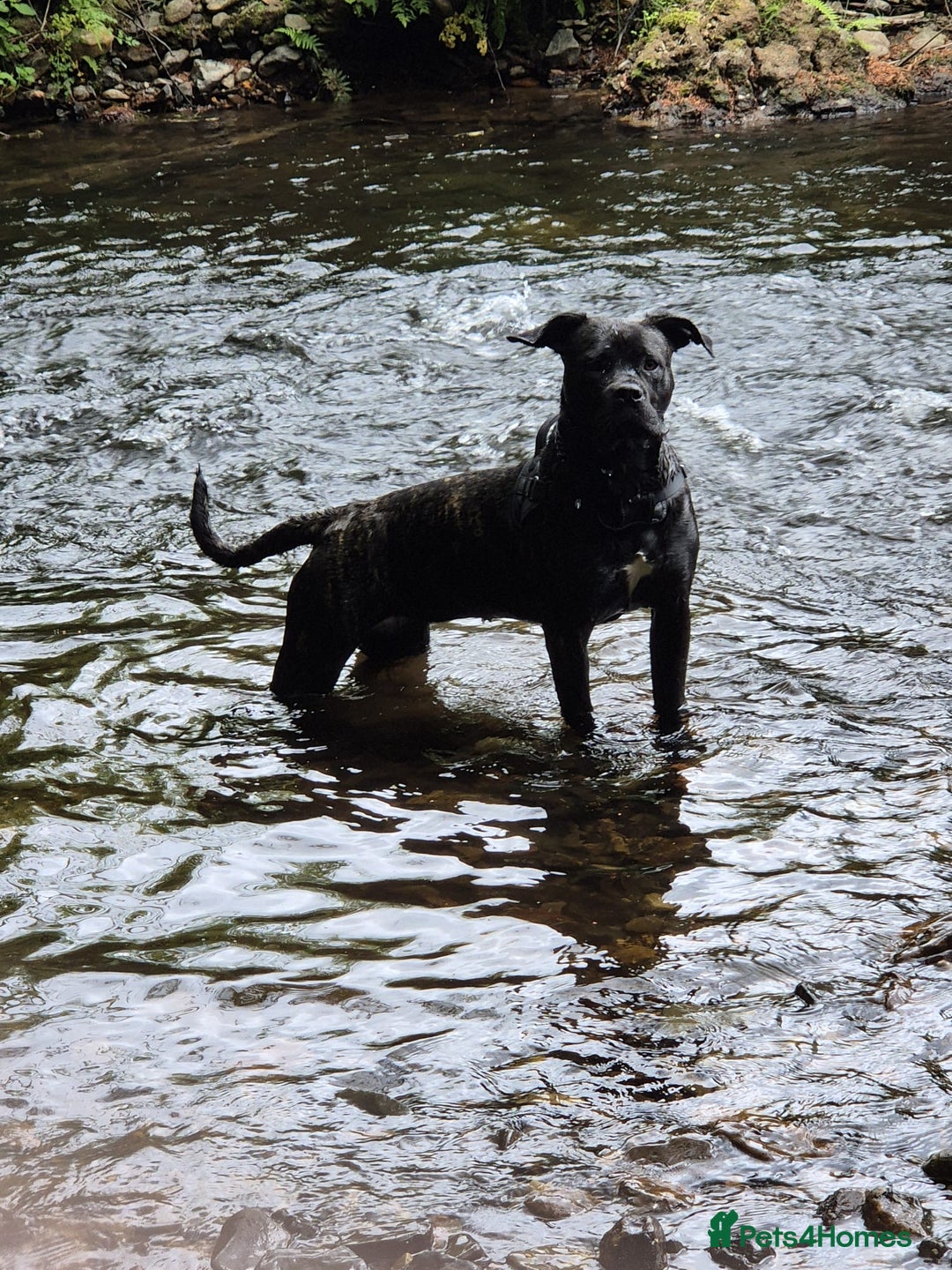 Cane Corso dogs for sale: 12 month cane corso - Image 2
