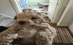 Shihpoo dogs for sale: 🐾 Adorable Shihpoo Puppies 🐾 - Image 5