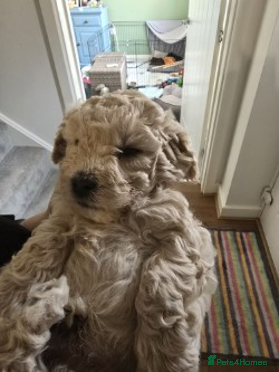Shihpoo dogs for sale: 🐾 Adorable Shihpoo Puppies 🐾 - Image 5
