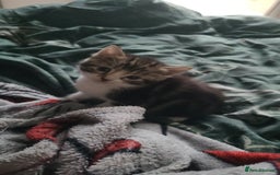 Mixed Breed cats for sale: Beautiful mixed kittens 2 boys 2 girl - Image 6