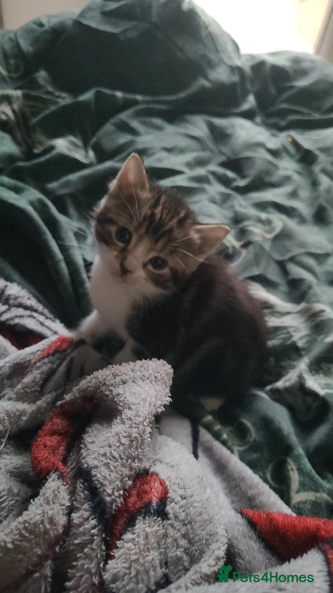 Mixed Breed cats for sale: Beautiful mixed kittens 2 boys 2 girl - Image 6
