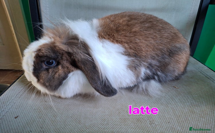 Mini Lion Lop rabbits - Advert 2