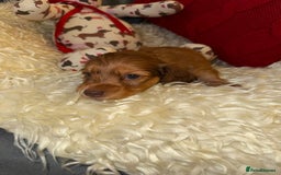 Miniature Dachshund dogs for sale: 💚🧡Stunning KC Longhaired Mini Dachshunds💚🧡 - Image 8