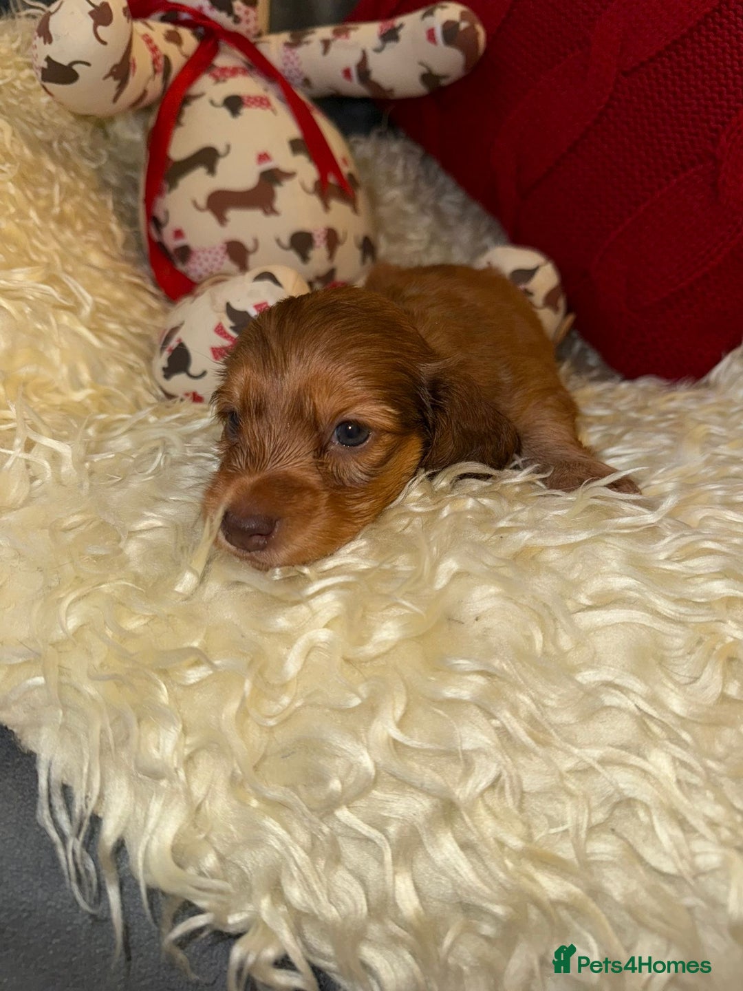 Miniature Dachshund dogs for sale: 💚🧡Stunning KC Longhaired Mini Dachshunds💚🧡 - Image 8