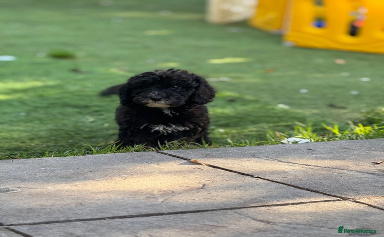 Sheepadoodle dogs - Advert 1