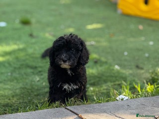 Sheepadoodle dogs - Advert 1