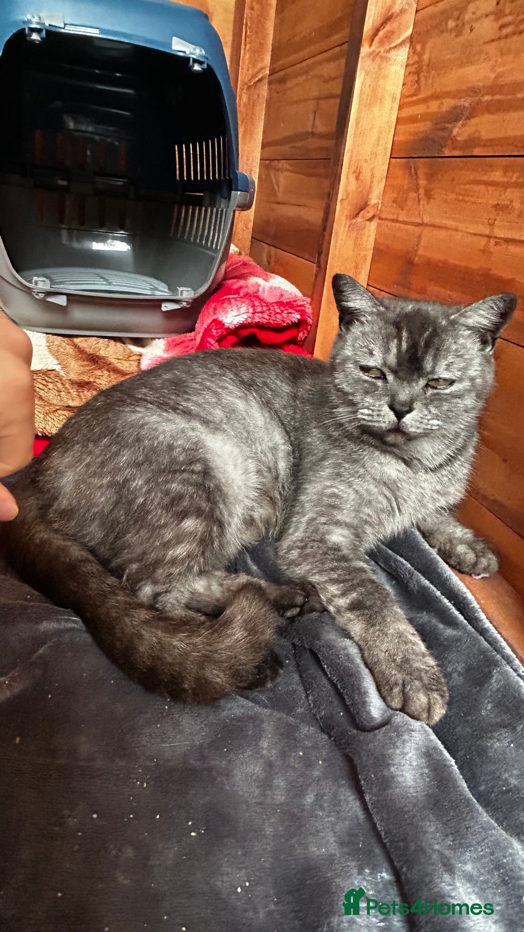 American Shorthair cats for sale: Free 2 Cute Short Hair Sisters  - Advert 6