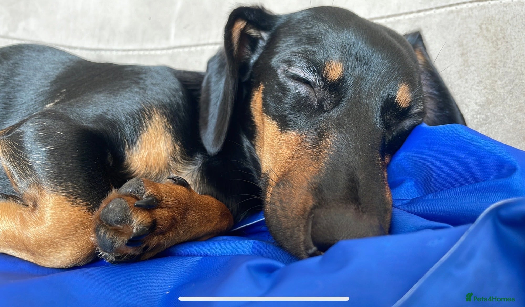 Dachshund dogs The Dapple Dachshunds Nottinghamshire  - Advert 7