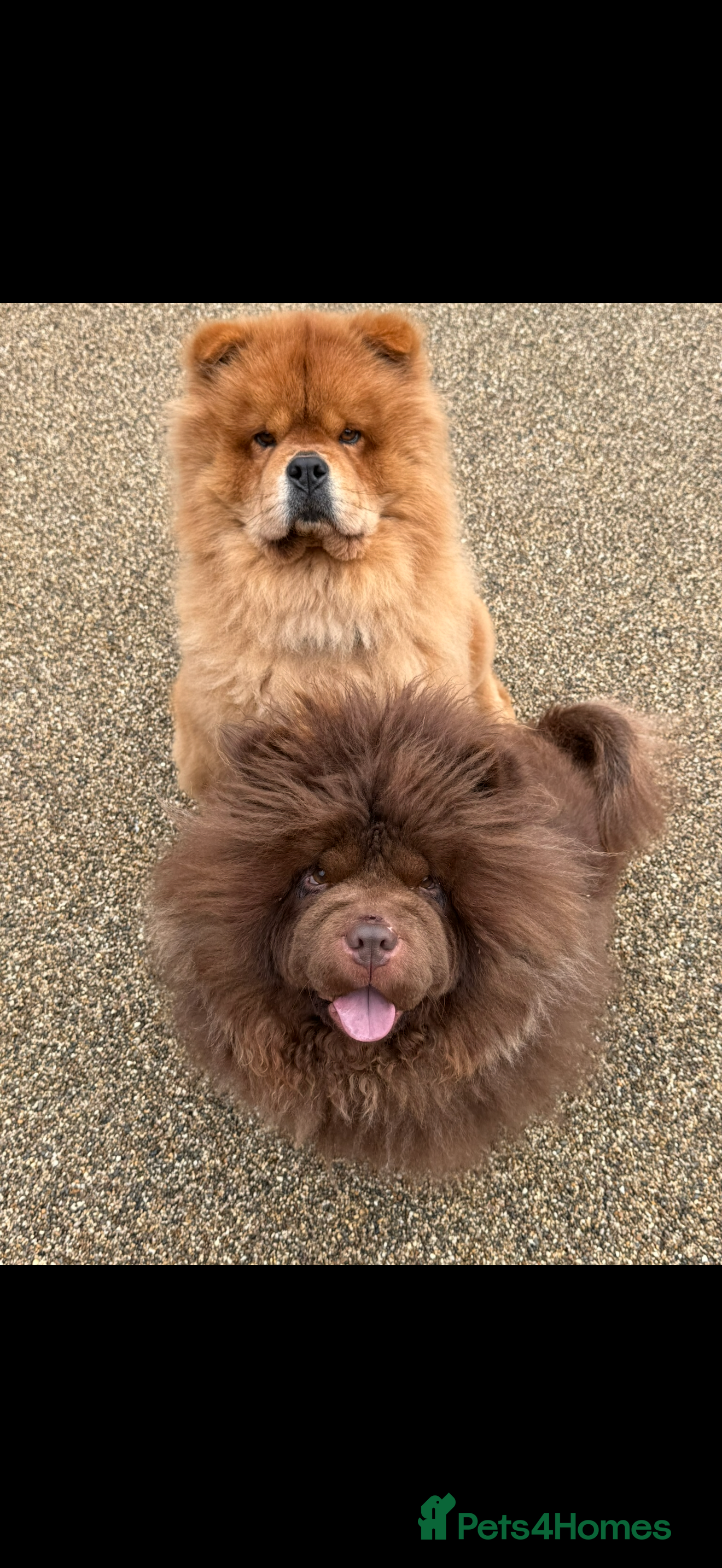 Chow Chow dogs A very reluctant rehoming of our Chow Chow - Advert 11