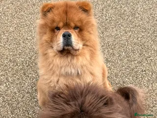 Chow Chow dogs A very reluctant rehoming of our Chow Chow - Advert 11