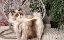 Ragdoll cats for sale: Quality Tica reg Ragdoll kittens  - Image 25
