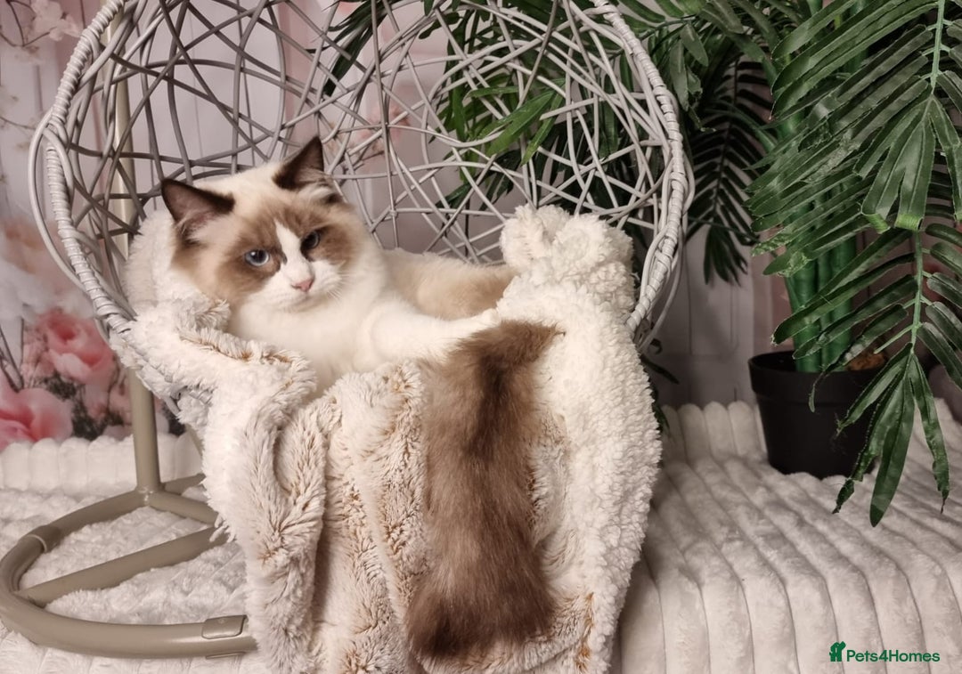 Ragdoll cats for sale: Quality Tica reg Ragdoll kittens  - Image 25