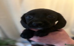 Cockerdor dogs for sale: Beautiful cockerdor puppies - Image 18