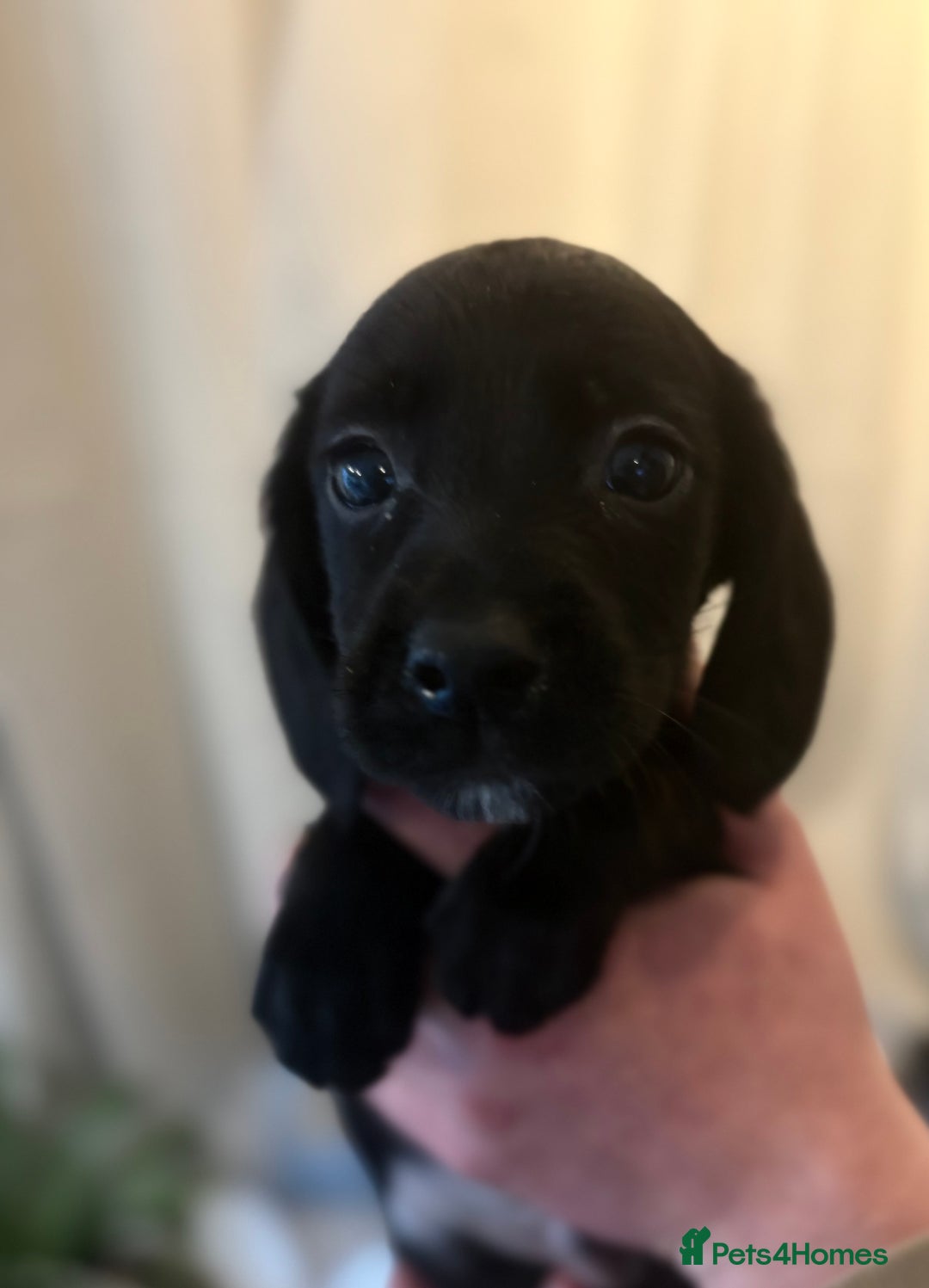 Cockerdor dogs for sale: Beautiful cockerdor puppies - Image 18