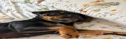 Mixed Breed dogs for sale: Bruce  in Sheffield - Advert 4