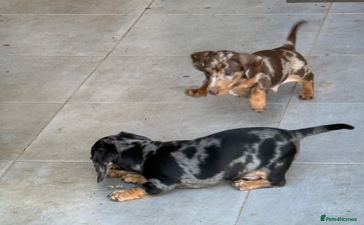Miniature Dachshund dogs - Advert 9