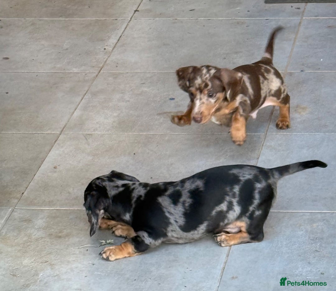 Miniature Dachshund dogs for sale: peaceful purebred mini dapple doxies for sale - Image 1