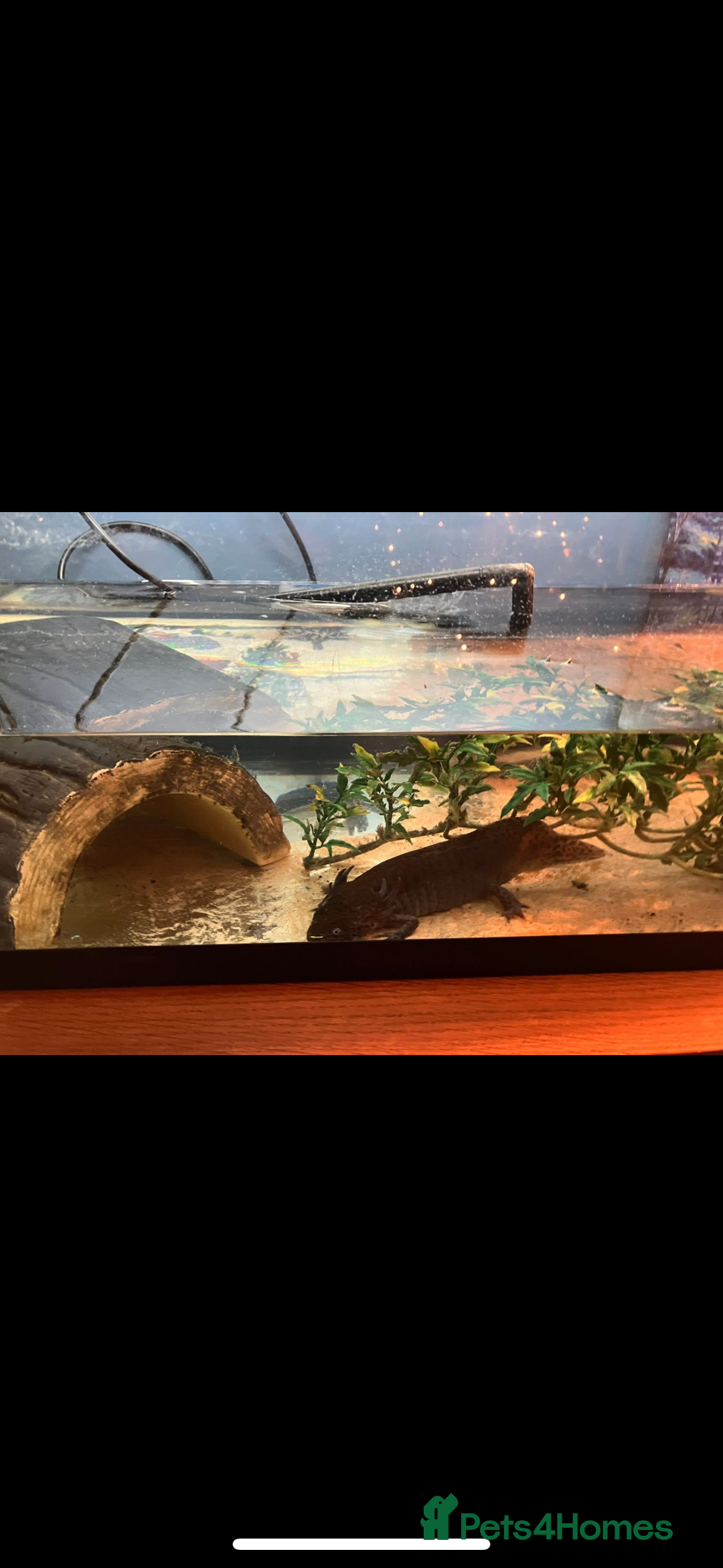 Axolotl reptiles for sale: Axolotl and tank - Advert 2
