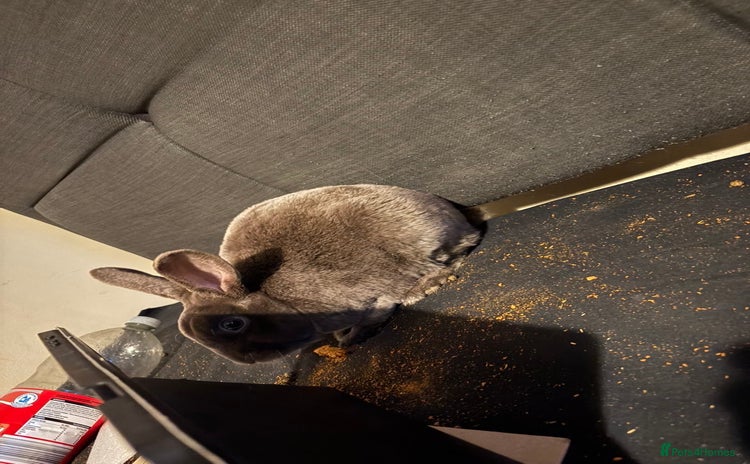 Netherland Dwarf rabbits - Advert 1