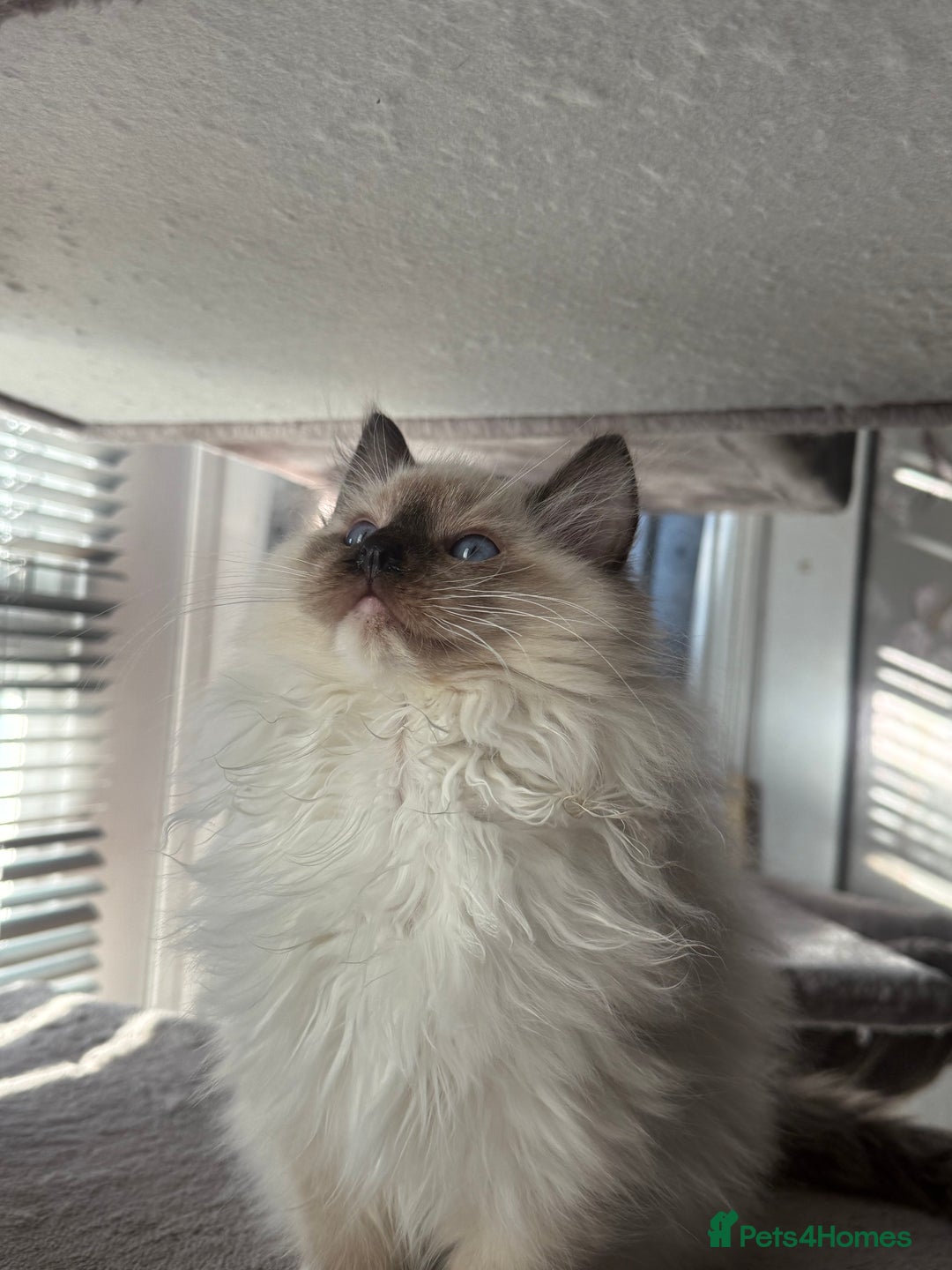 Ragdoll cats for sale: Stunning GCCF/TICA Purebred Reg Ragdoll Kittens - Advert 21