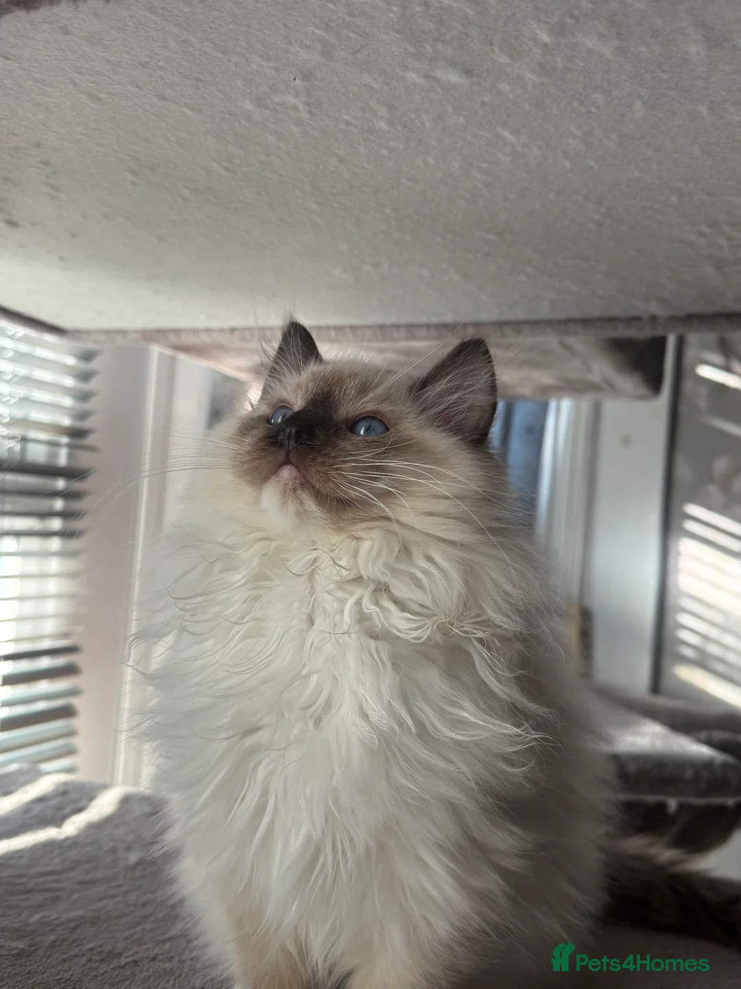 Ragdoll cats for sale: Ready Now  GCCF/TICA Purebred Reg Ragdoll Kittens - Advert 23