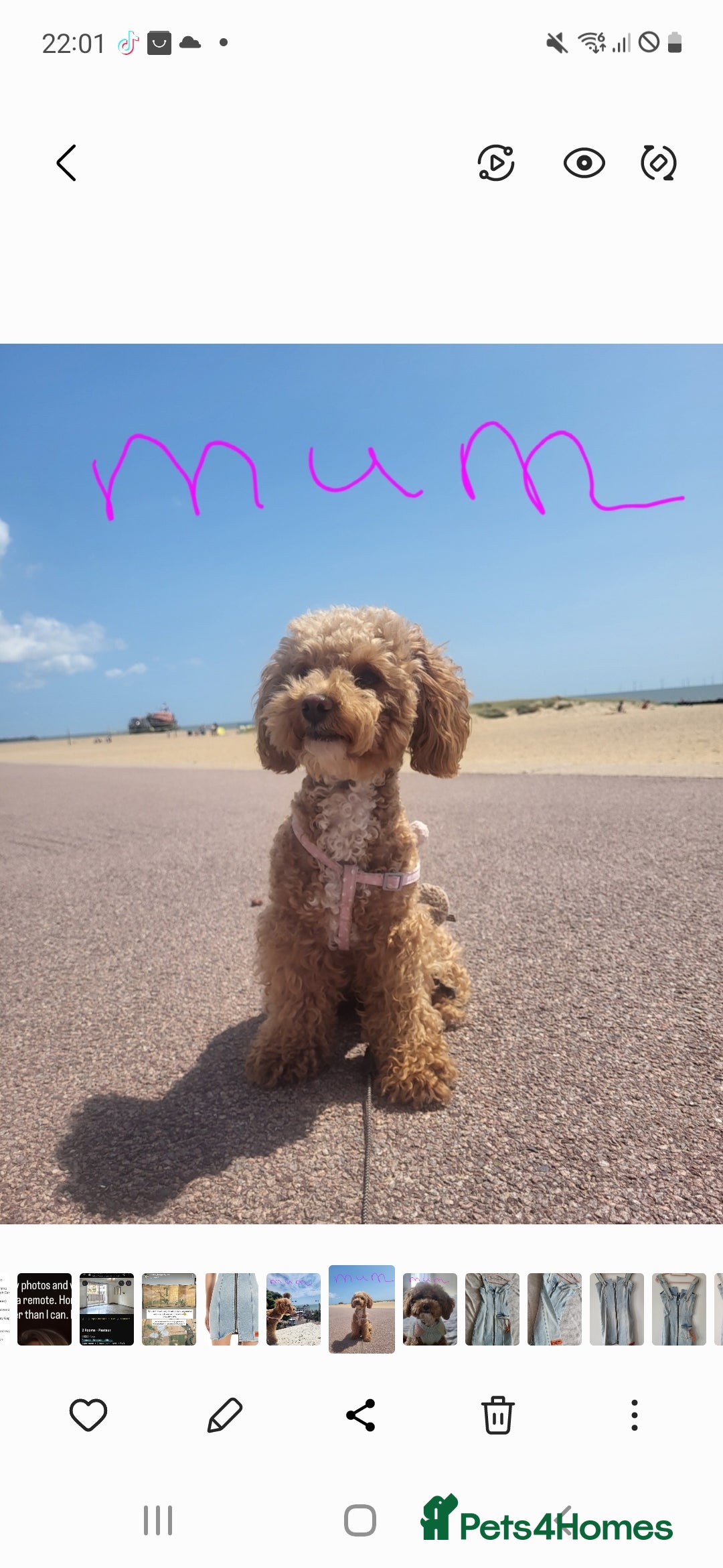 Maltipoo dogs for sale: Toy maltipoo puppies  - Advert 5