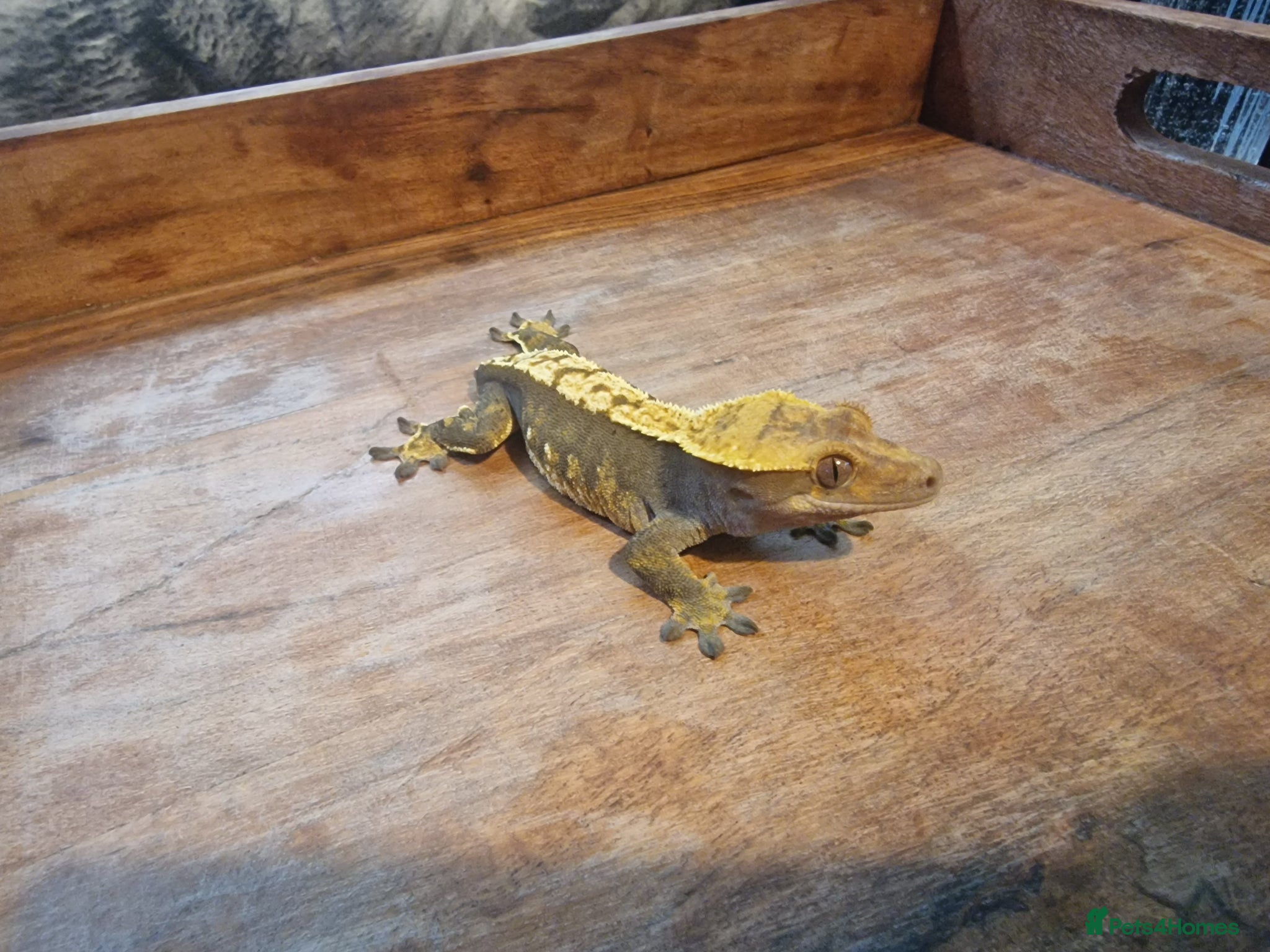 Gecko reptiles for sale: 8x Crested geckos/Full collection available!  - Advert 4