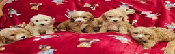 Cockapoo dogs for sale: ⚜️Pure Quality Cockapoos ⚜️ - Advert 30