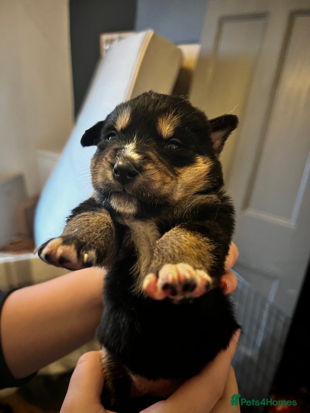 Mixed Breed dogs for sale: Bernese X Huskydor Pups - Advert 19