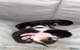 Mixed Breed cats for sale: 3 beautiful kittens available  - Image 1