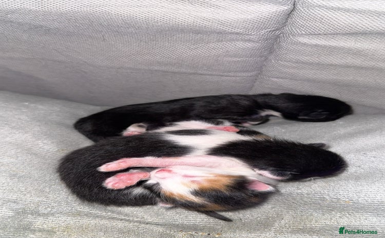 Mixed Breed cats - Advert 2