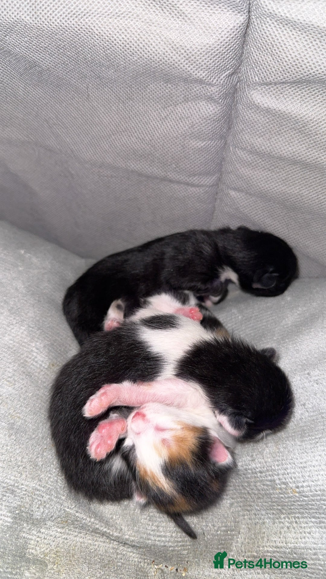 Mixed Breed cats for sale: 3 beautiful kittens available  - Image 1