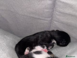 Mixed Breed cats - Advert 11