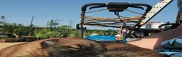 German Shepherd dogs for sale: Male KC Registered German Shepherd Puppy  - Advert 5