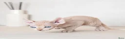 Sphynx cats for sale: Rare tabby champion Sphynx kittens  - Advert 10