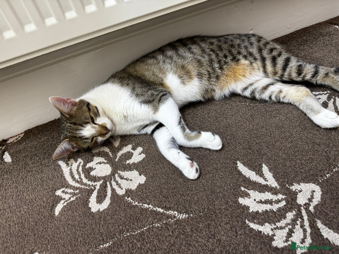 British Shorthair cats for sale: 3 MALE KITTENS FOR SALE  - Advert 3