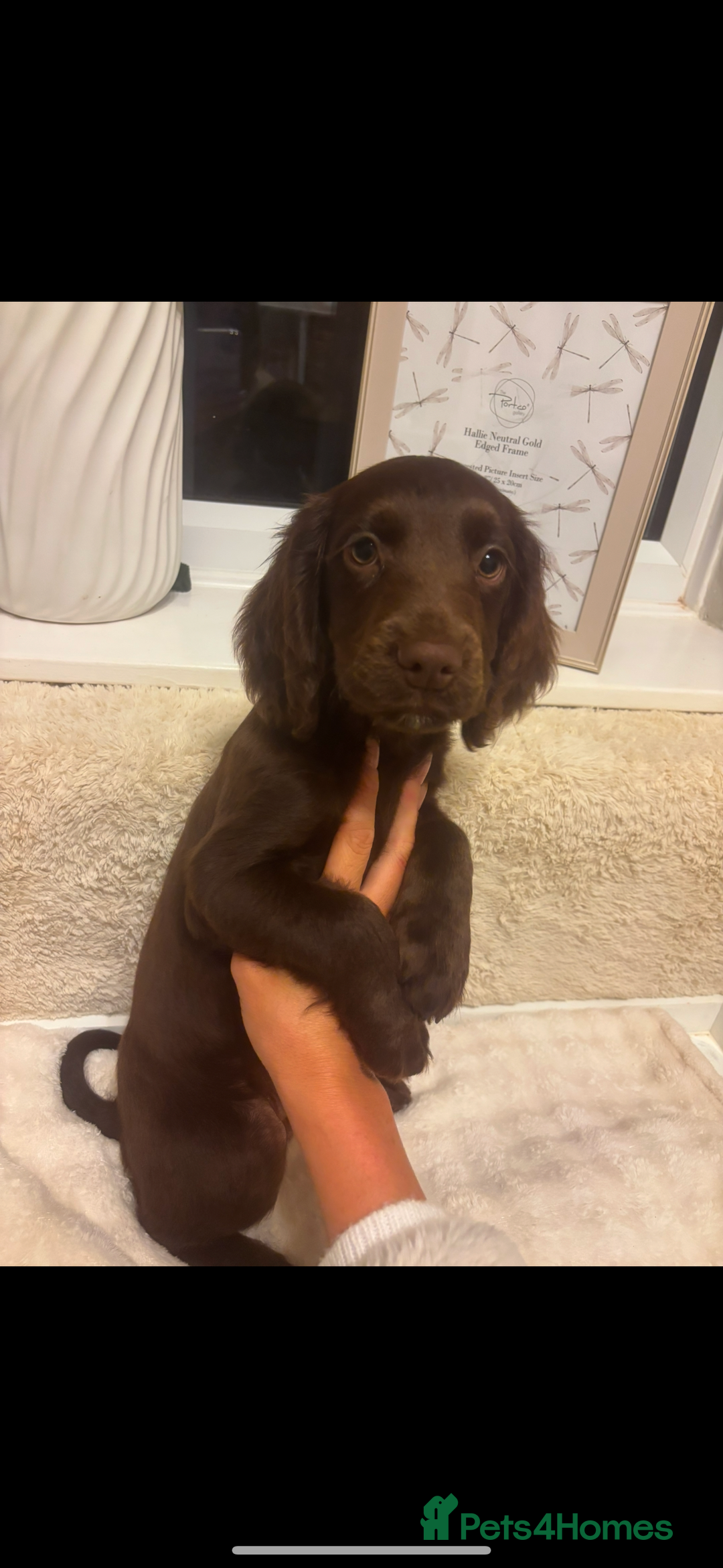 Cocker Spaniel dogs for sale: One male kc reg cocker spaniel puppy - Advert 2