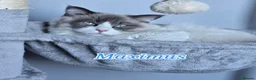 Ragdoll cats for sale: Gorgeous Pedigree ragdoll  - Advert 3