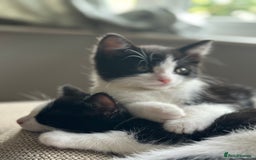 British Shorthair cats for sale: Beautiful tuxedo kittens - Image 3
