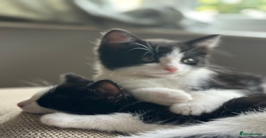 British Shorthair cats - Advert 5