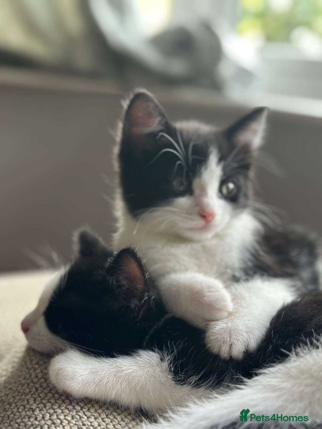 British Shorthair cats for sale: Beautiful tuxedo kittens - Image 3